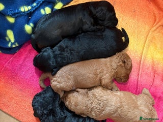 Cockapoo dogs Cockapoo Puppies - Advert 11