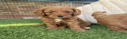 Cavapoochon dogs for sale: Last one - Mr Green looking for his forever family - Advert 22