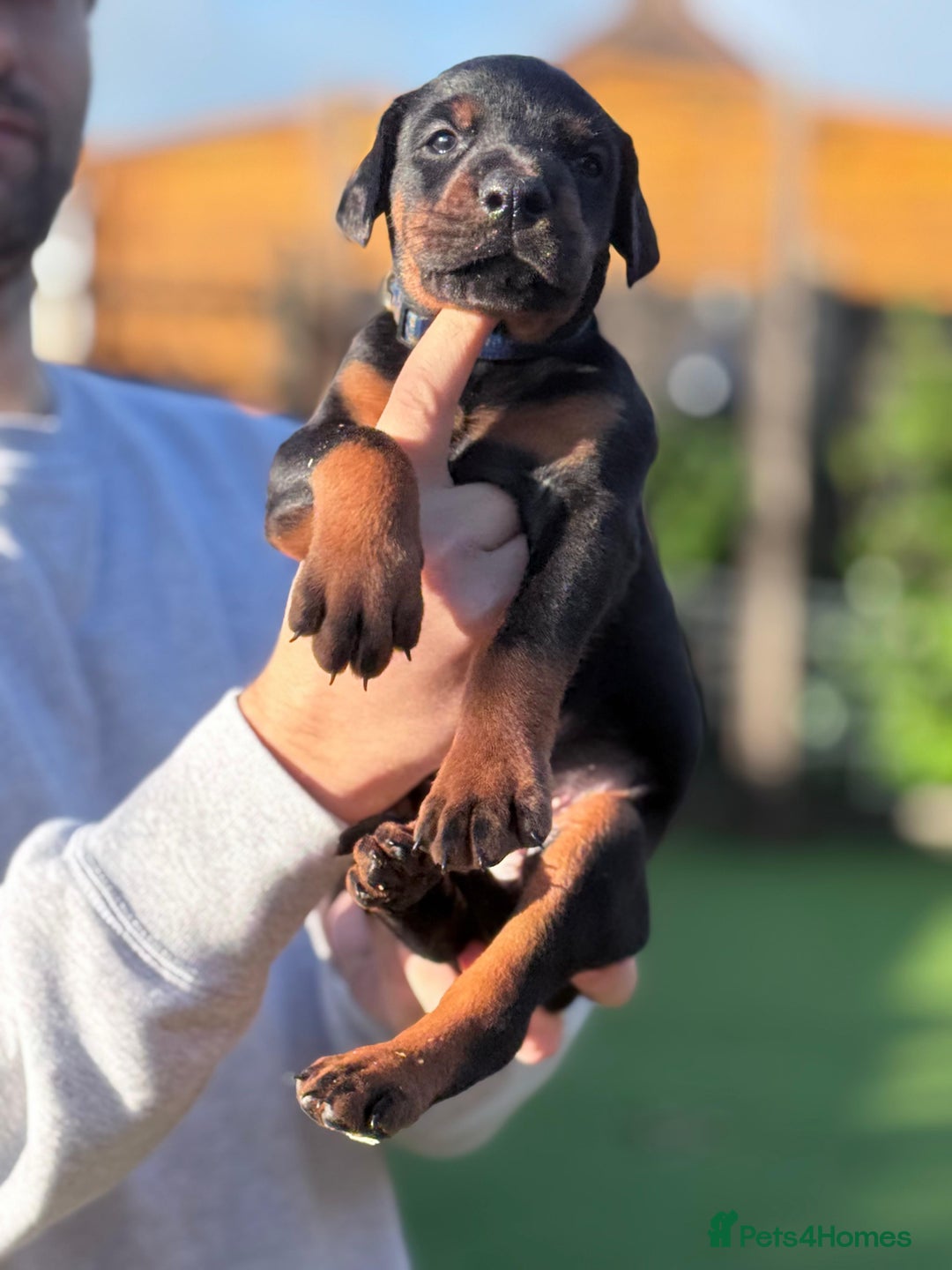 Dobermann dogs for sale: 🐾 Dobermann puppies/KC reg🐾 Top Pedigree - Advert 36