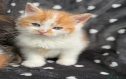 Ragdoll cats for sale: Beautiful Ragdoll cross kittens  - Image 17