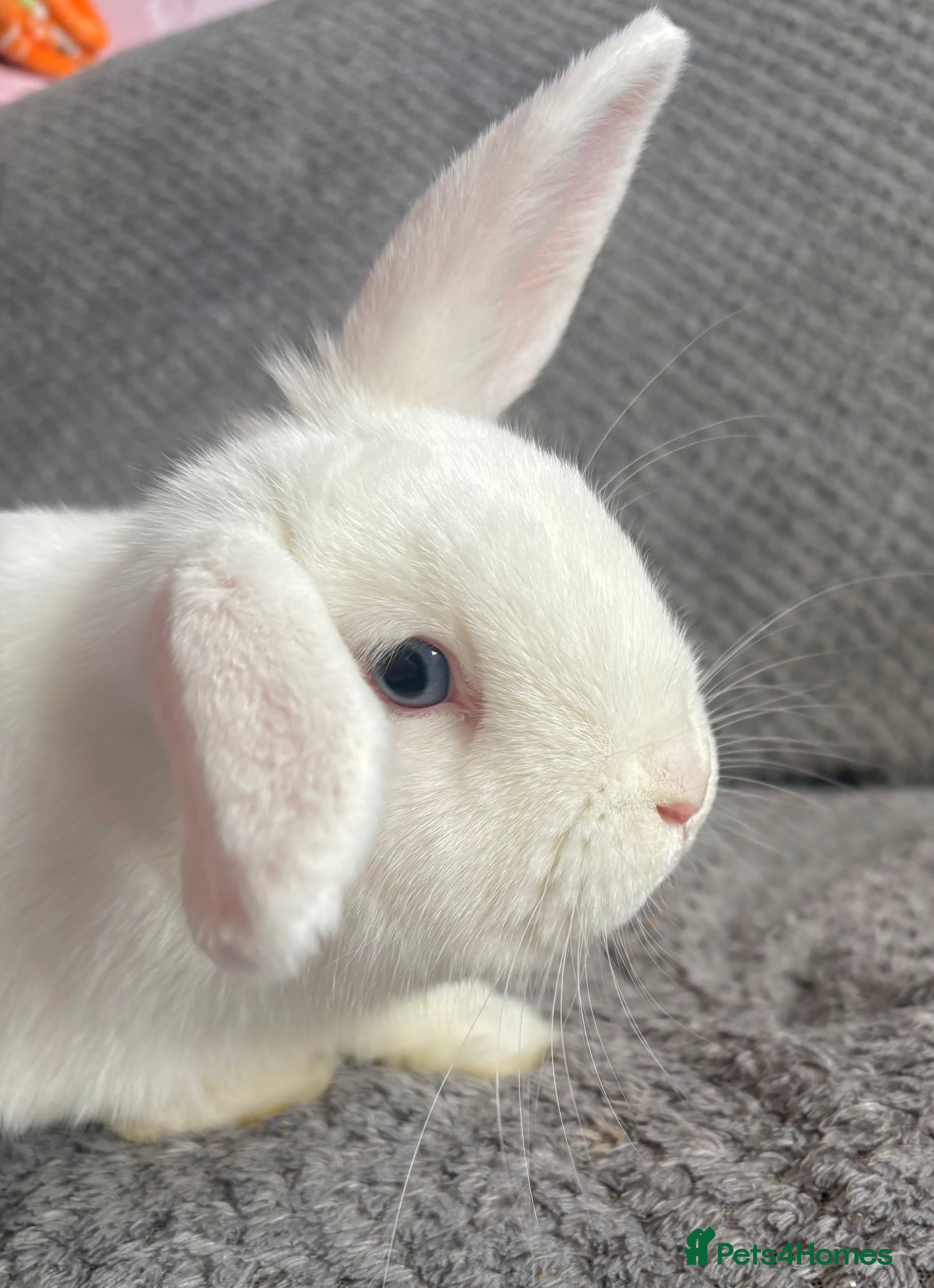 Mixed Breed rabbits Female rabbit 17weeks old - Advert 4