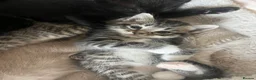 Mixed Breed cats for sale: Stunning Kittens for sale, super friendly - Advert 4