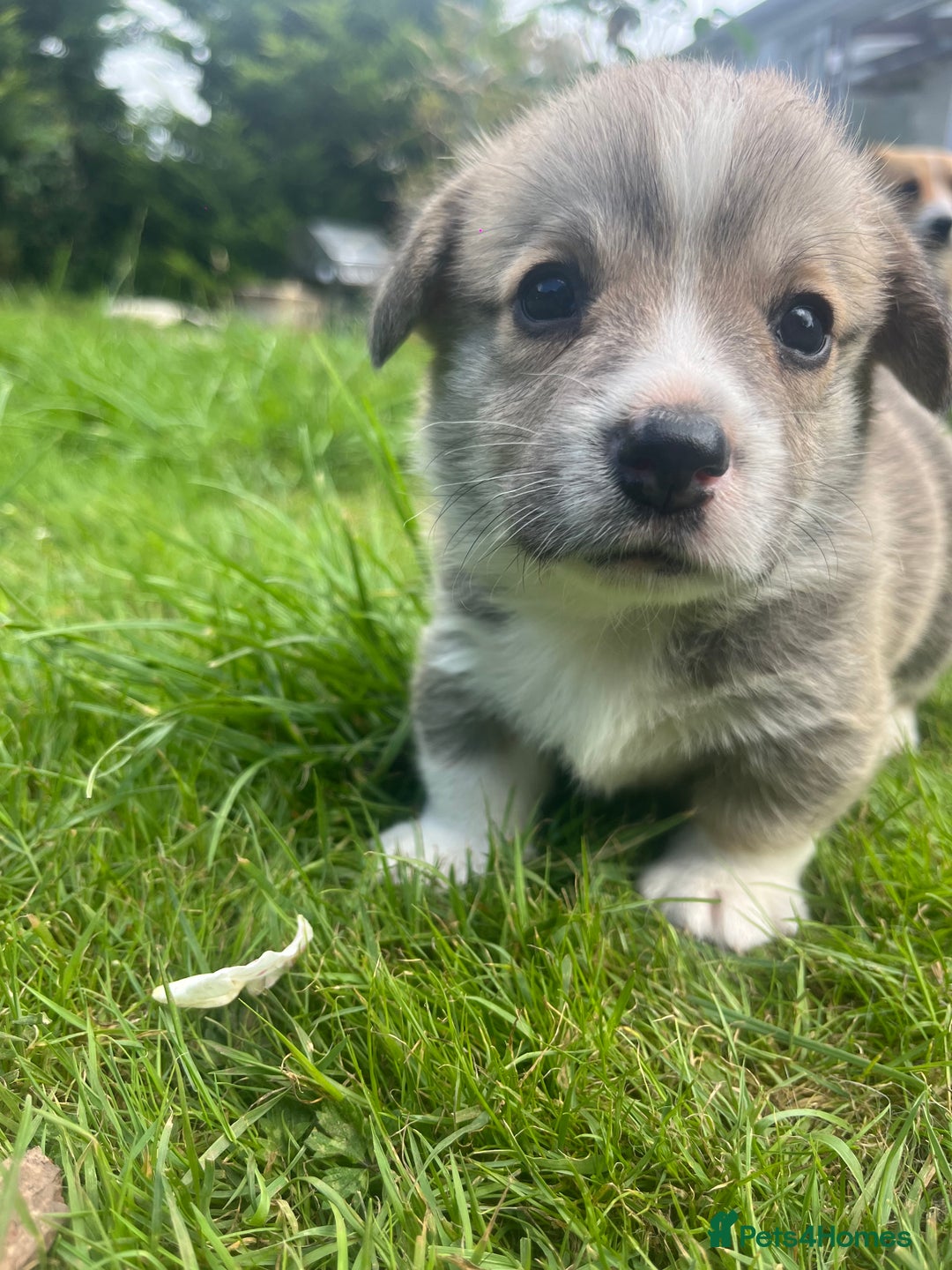 Welsh Corgi Pembroke dogs for sale: KC Registered Cuties! Pembrokeshire Corgi Puppies - Image 4