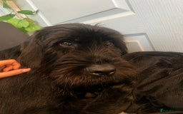 Mixed Breed dogs for sale: Cane corso cross giant schnauzer  - Image 6
