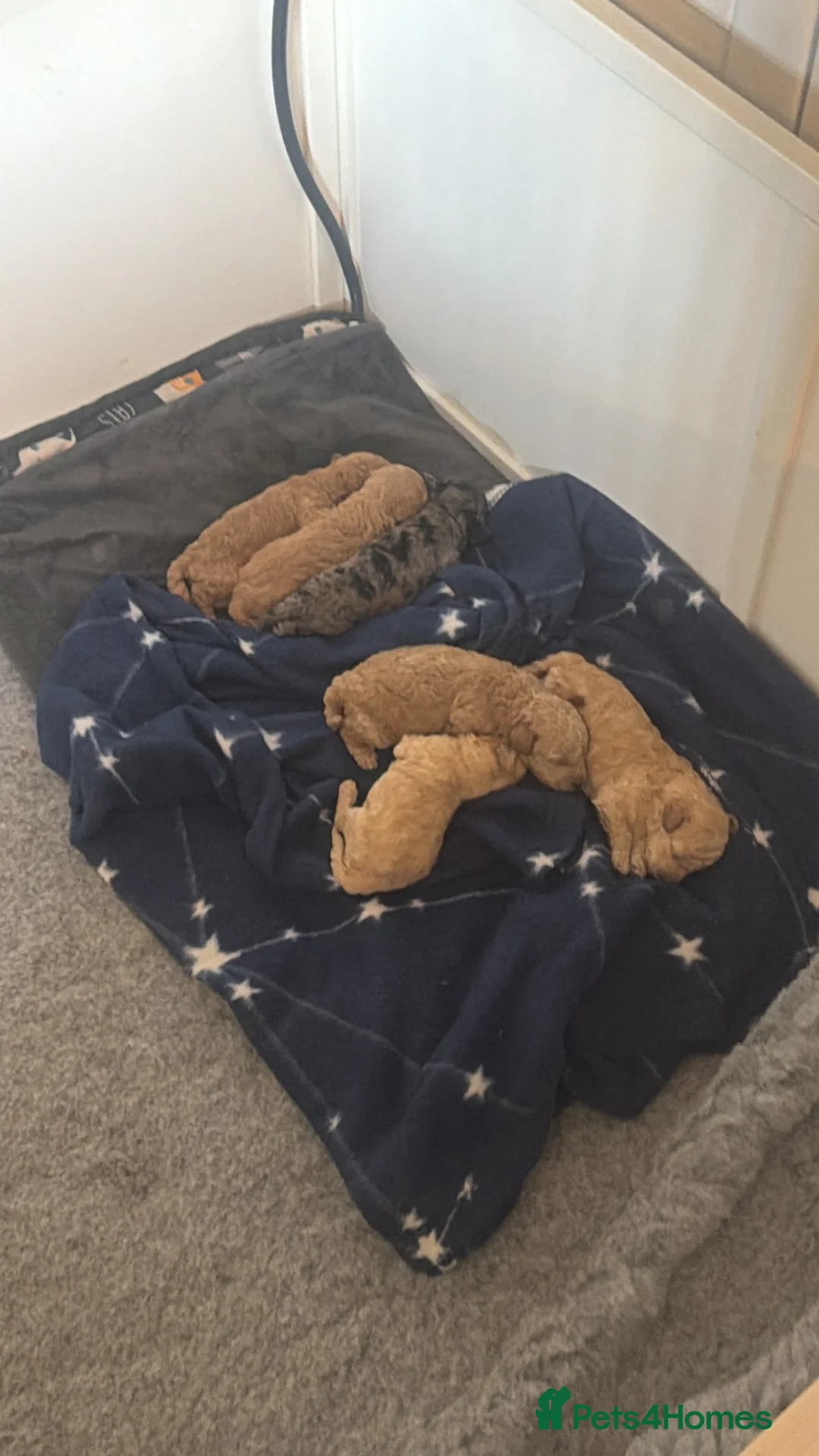Toy Poodle dogs for sale: 5 toy poodle puppy’s 3 boys 2 girls  - Advert 2
