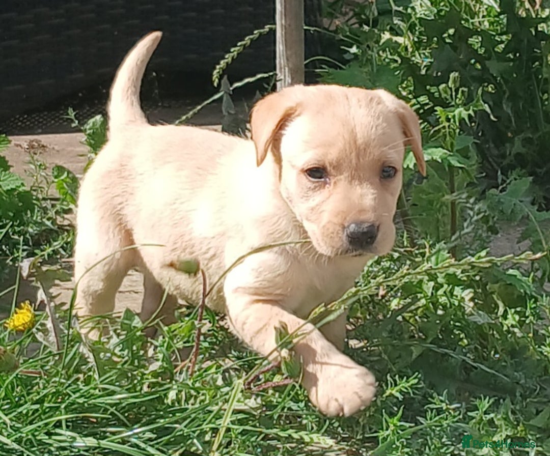 Labrador Retriever dogs for sale: Stunning labrador pups  - Image 11