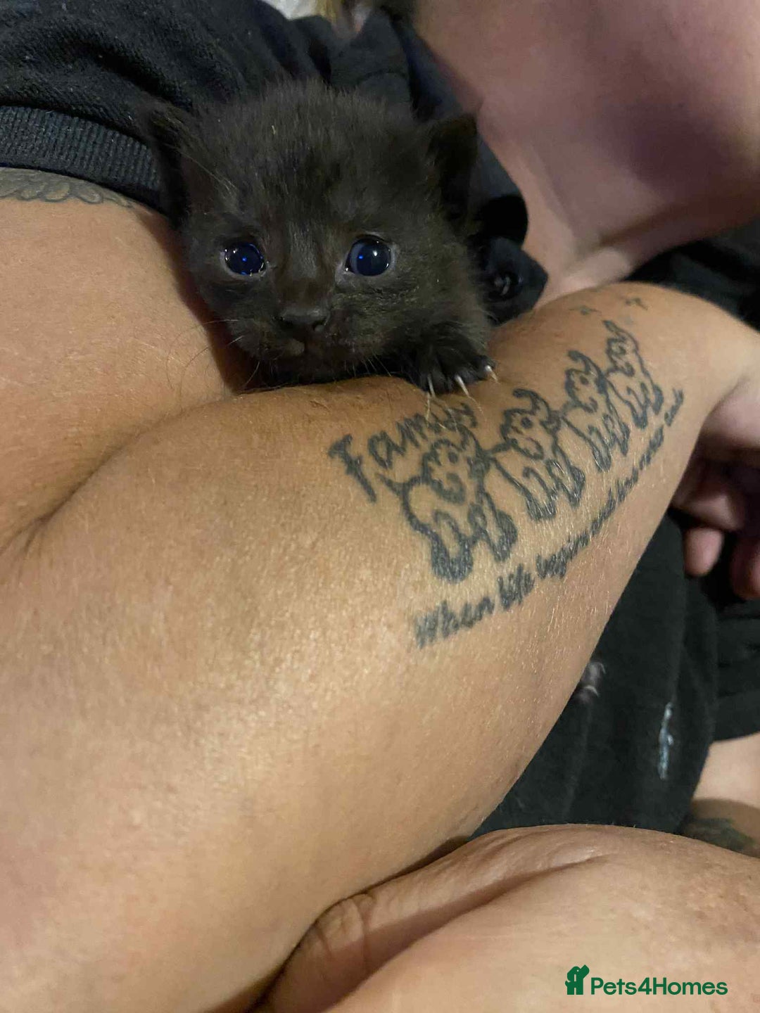 Mixed Breed cats for sale: Tabby kittens - Image 3