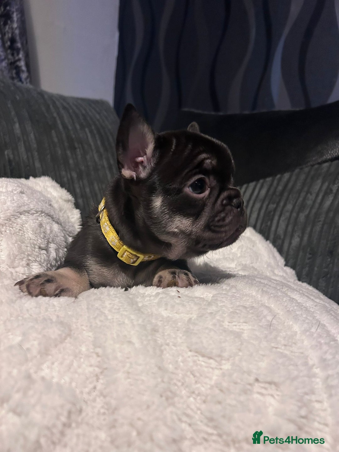 French Bulldog dogs for sale: 6 beautiful French bulldogs  - Advert 4