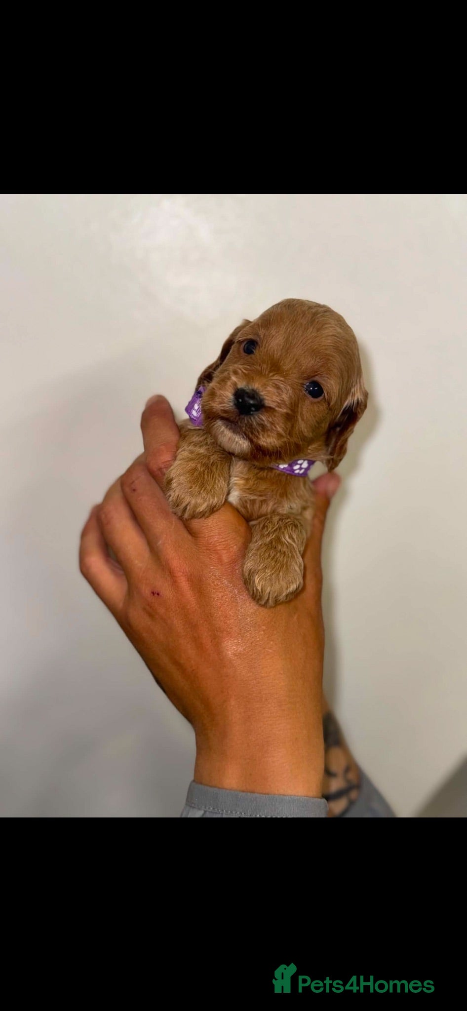 Cockapoo dogs Cockapoos 🏡🩷🩵 - Advert 18