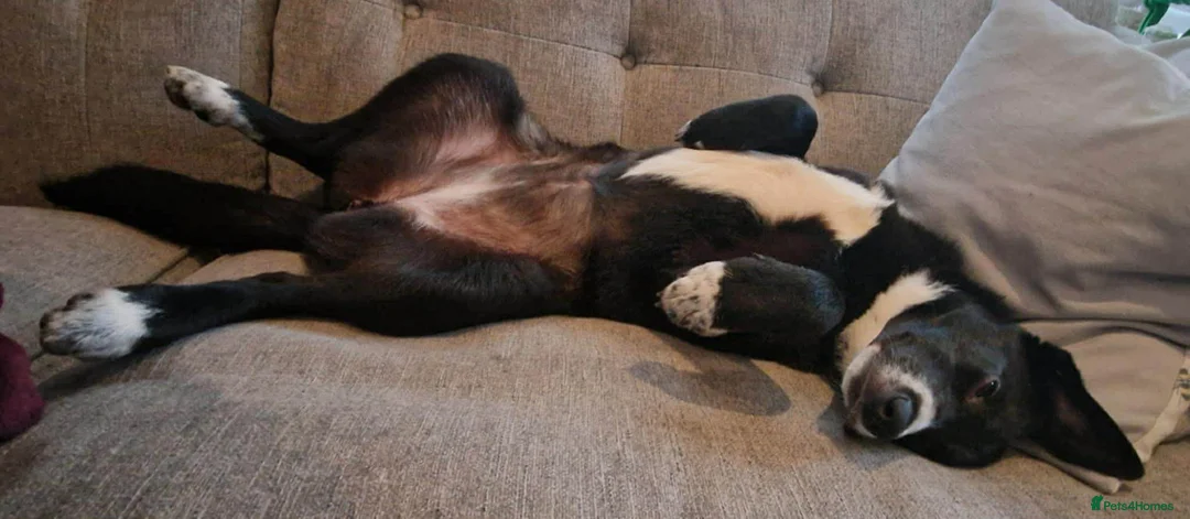 Mixed Breed dogs for adoption: FLEUR-happy&playful girl/ loves dogs/ affectionate - Advert 11