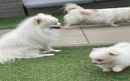 Pomeranian dogs for sale: Pomeranian puppies for sale  - Image 4