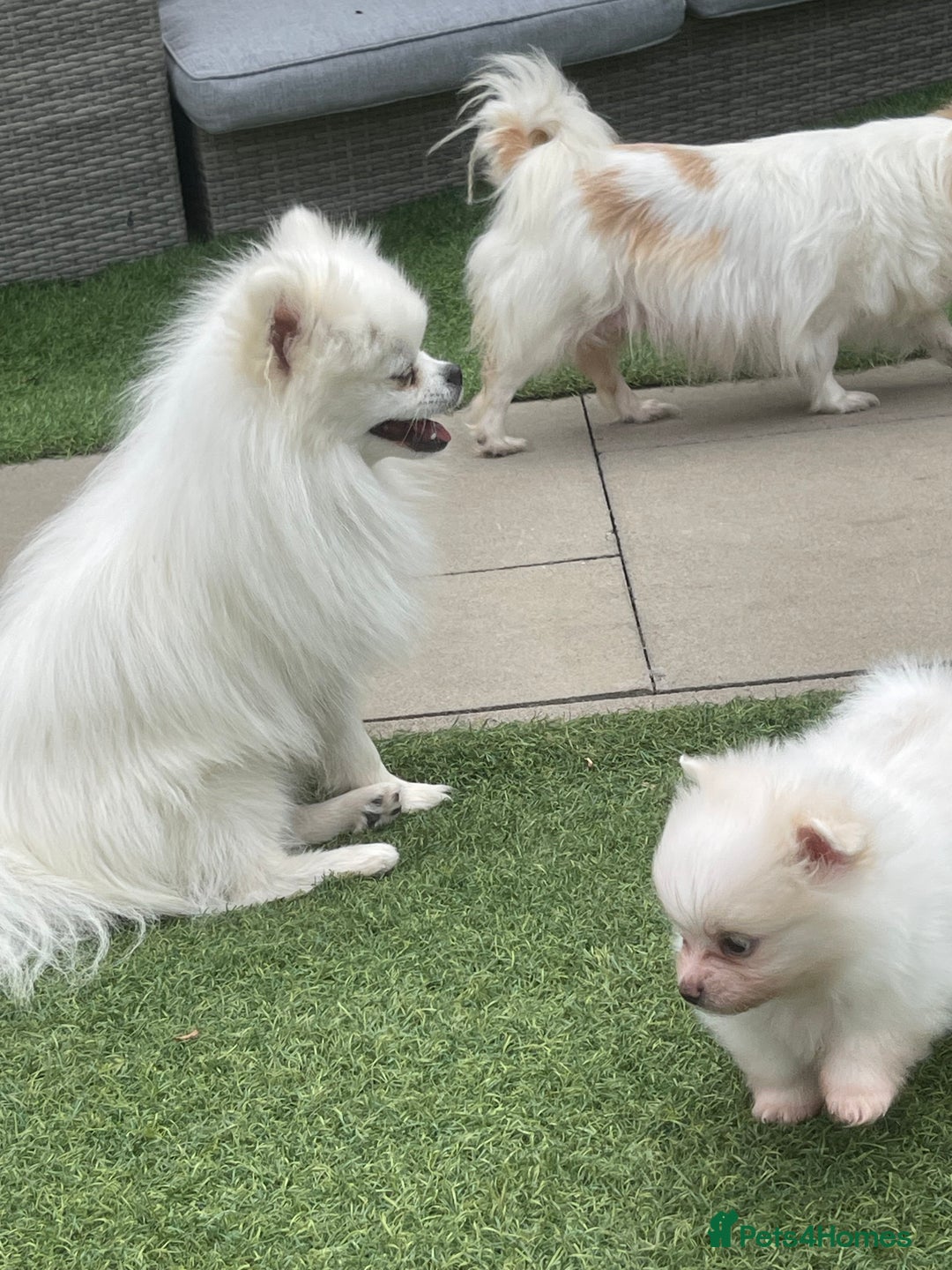 Pomeranian dogs for sale: Pomeranian puppies for sale  - Image 4