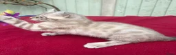 Keetso cats for sale: Superb very rare polydactyl curled eared keetsos  - Advert 31