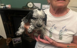 Cocker Spaniel dogs for sale: Working cocker pups - only 2 left - Image 23