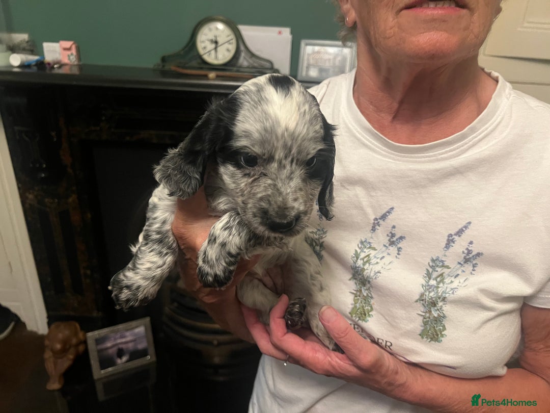 Cocker Spaniel dogs for sale: Working cocker pups - only 2 left - Image 23