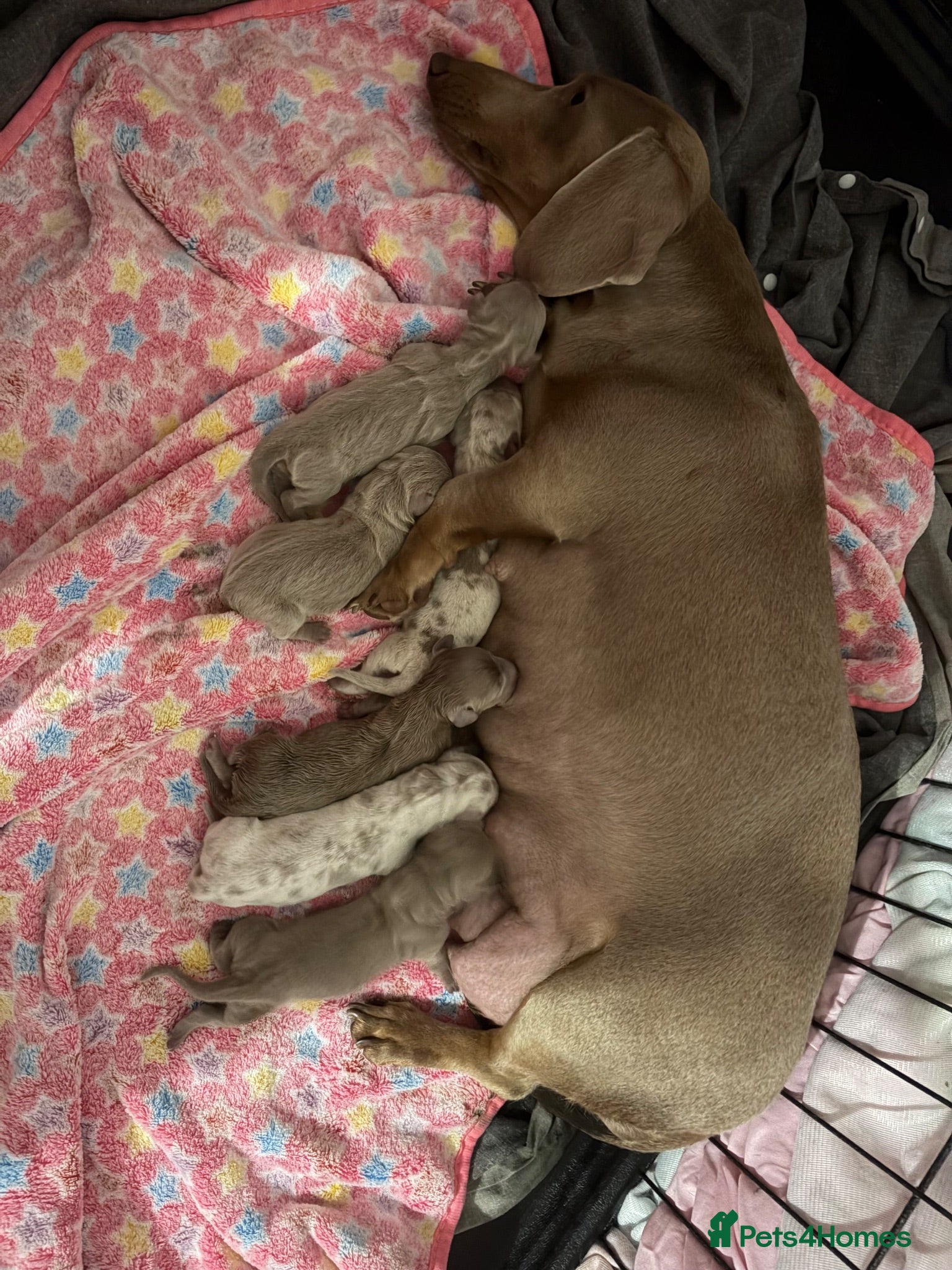 Miniature Dachshund dogs Miniature dachshund puppies  - Advert 5