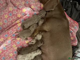 Miniature Dachshund dogs Miniature dachshund puppies - Advert 5