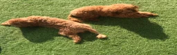 Toy Poodle dogs for sale: Kennel Club Reg.Red Toy Poodle DNA tested Parents  in Luton - Advert 13