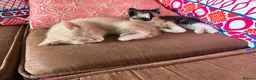 Domestic Shorthair cats for sale: Beautiful kittens raised in a family home - Advert 9