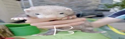 Ferret rodents for sale: Ferret kits Cinnamons also browns available  - Advert 9