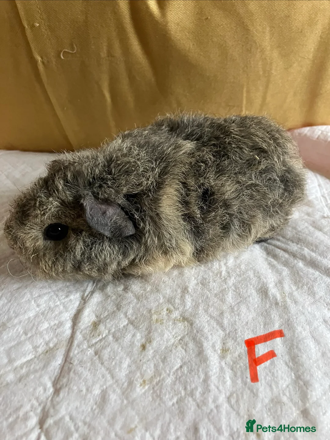 Mixed Breed rodents for sale: Baby guinea pigs  - Advert 9