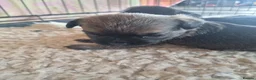 Border Terrier dogs for sale: Beautiful Border Terrier Puppies - Advert 12