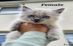Ragdoll cats for sale: 🐾 Adorable Kittens Ready for Their Forever Homes! - Image 6