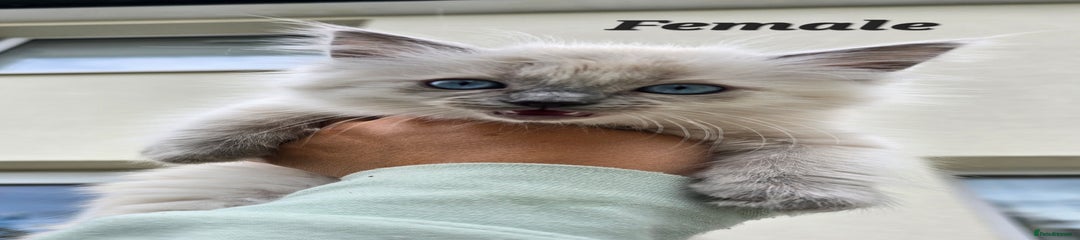 Ragdoll Kitten 7