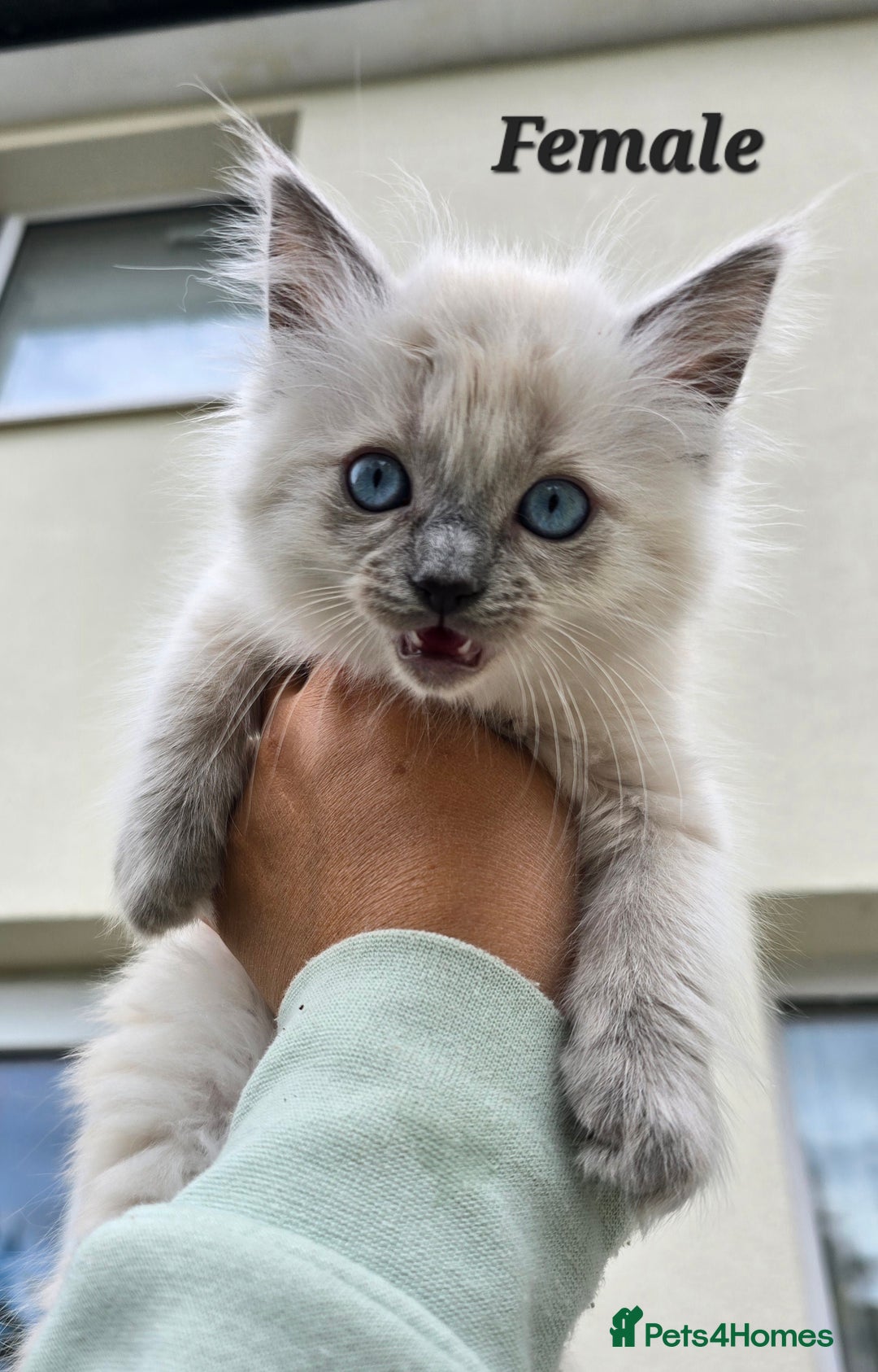 Ragdoll cats for sale: 🐾 Adorable Kittens Ready for Their Forever Homes! - Image 6