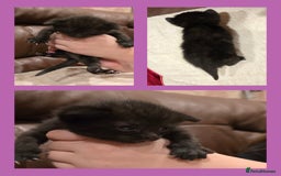 Domestic Shorthair cats for sale: Beautiful kittens ready 11th Sept - Image 11