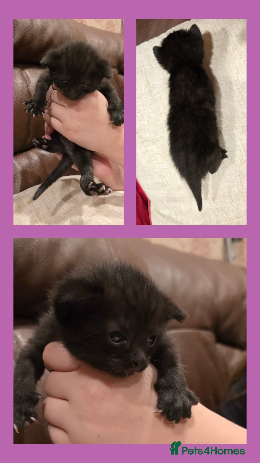 Domestic Shorthair cats for sale: Beautiful kittens ready 11th Sept - Image 11