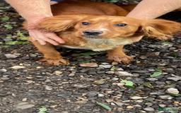 Cocker Spaniel dogs for sale: Cocker spaniel puppies  - Image 2