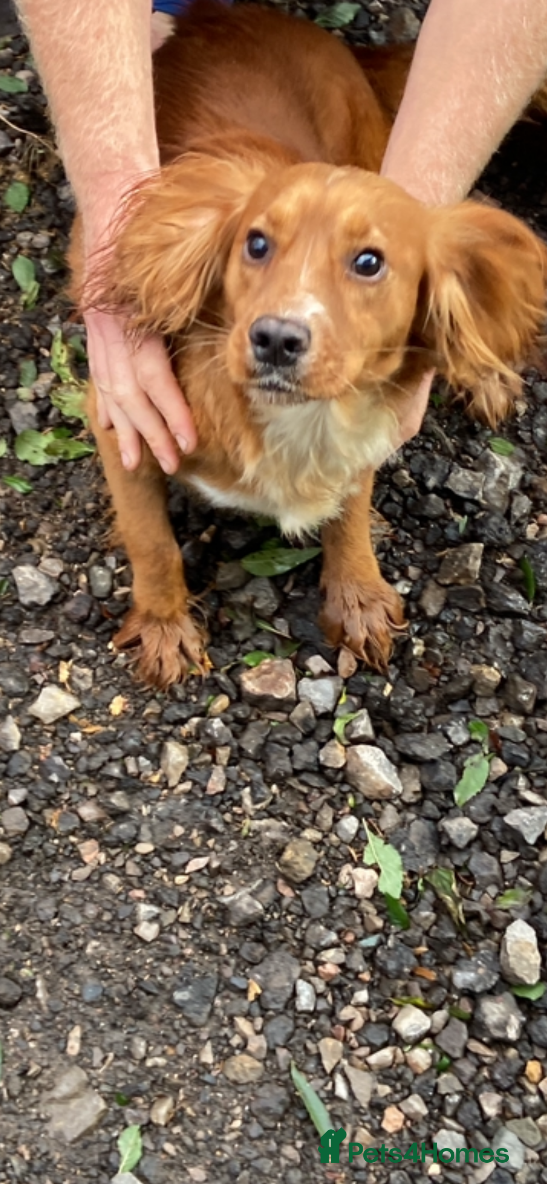 Cocker Spaniel dogs for sale: Cocker spaniel puppies  - Image 2
