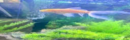 Goldfish fish for sale: Large Goldfishes for sale  - Advert 4