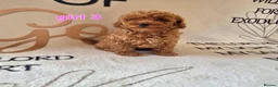 Cockapoo dogs for sale: F1BB cockapoos  - Advert 2
