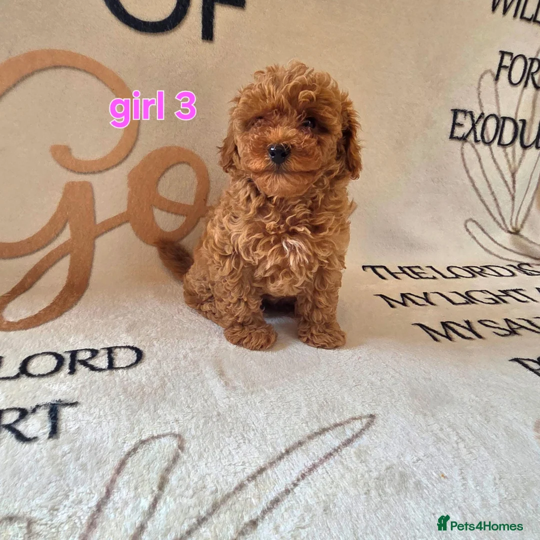 Cockapoo dogs for sale: F1BB cockapoos  - Advert 2