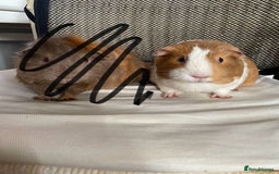 Guinea Pig rodents for sale: Two female guinea pigs - Image 6