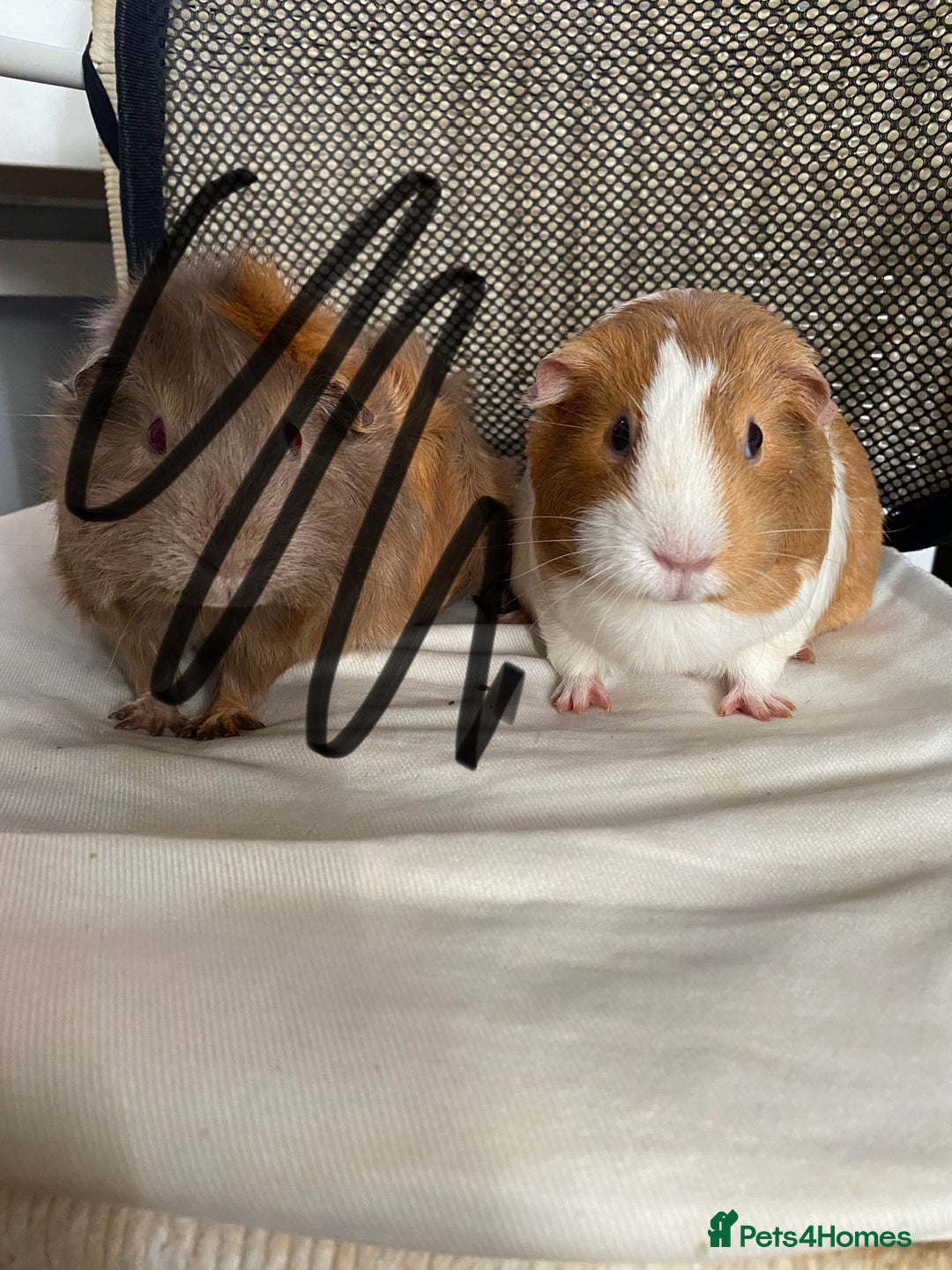 Guinea Pig rodents for sale: Two female guinea pigs - Image 6