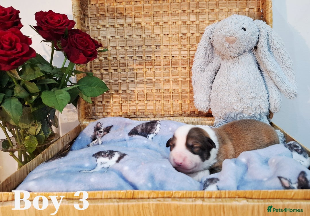 Border Collie dogs for sale: **Rare sable and white Border Collie puppies.** - Image 9