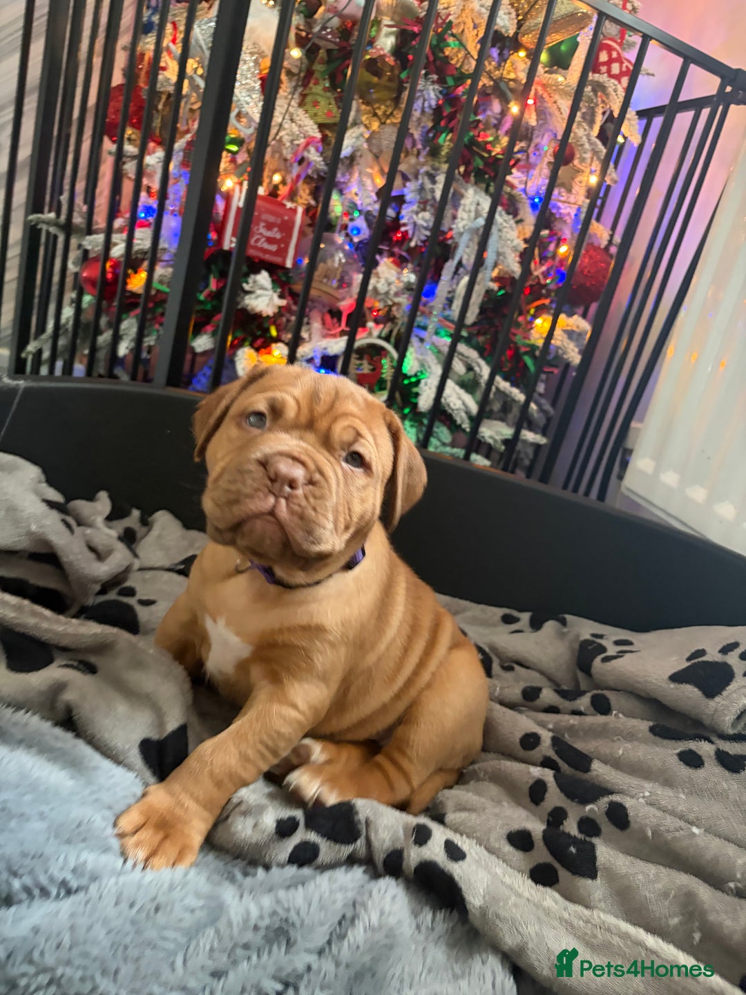 Dogue De Bordeaux dogs for sale: 2 BITCHES!LEFTFULL PEDIGREE 🦁 dogue de Bordeaux  - Advert 21