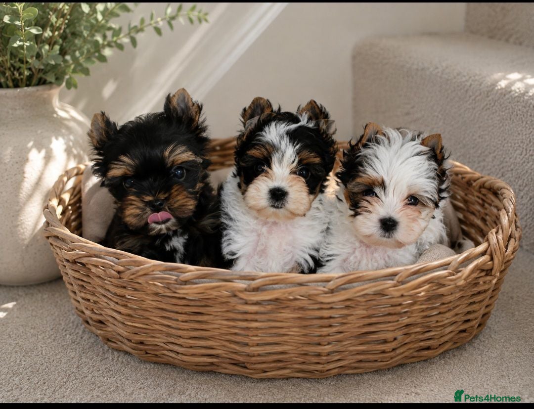 Yorkshire Terrier dogs 🐾 Tiny Yorkshire Terrier Boys – Ready Now 🐾 - Advert 2