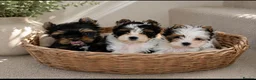 Yorkshire Terrier dogs for sale: 3 Tiny Yorkie Boys – Vaccinated & Ready - Advert 10