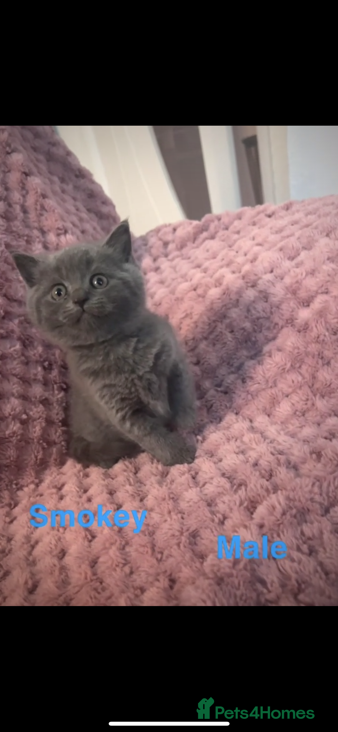 British Shorthair cats for sale: British shorthair kittens - Advert 6