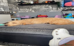 Labradoodle dogs for sale: 4 month old Labradoodle Puppy named Chilli🌶️ - Image 3