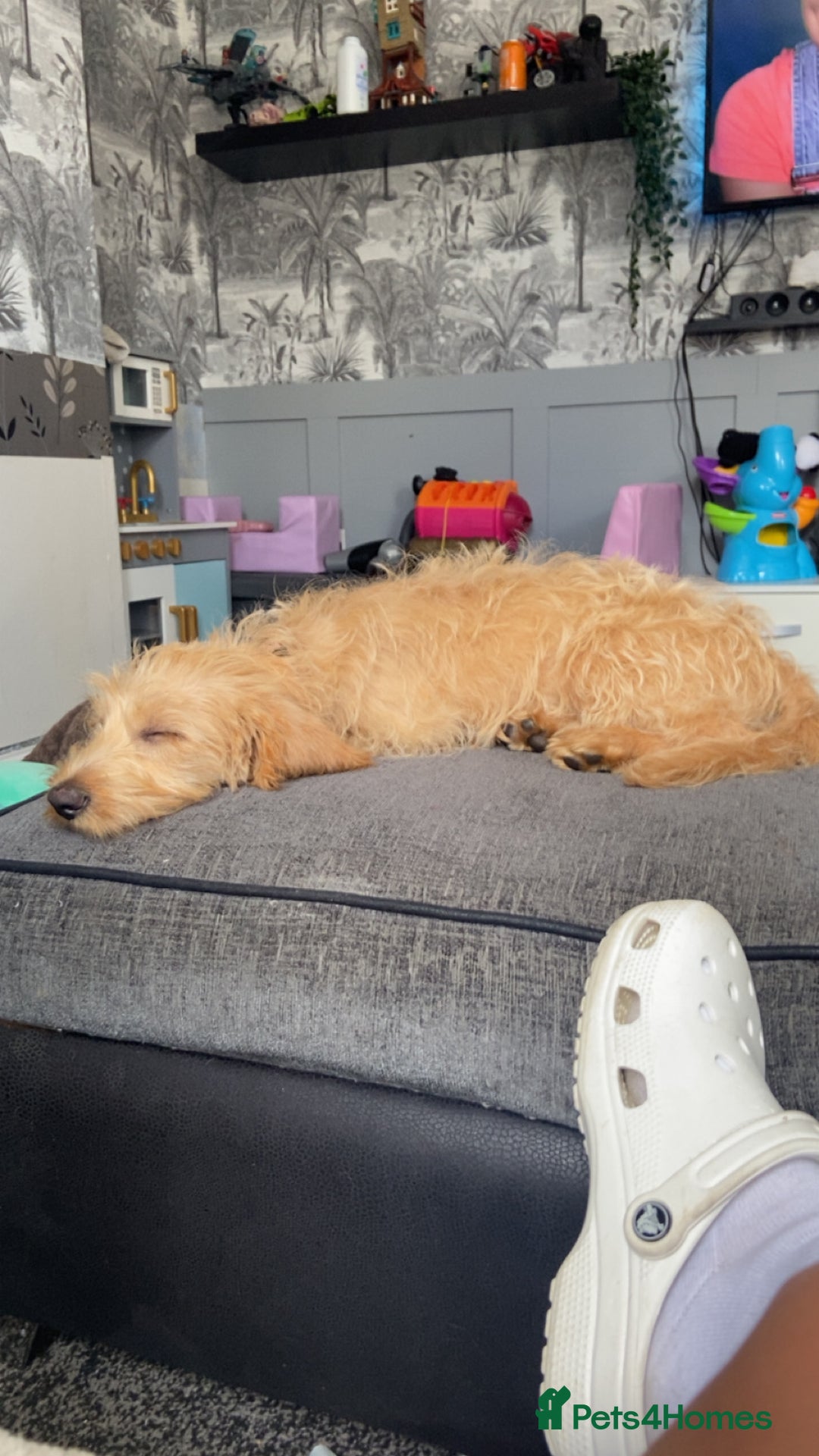 Labradoodle dogs for sale: 4 month old Labradoodle Puppy named Chilli🌶️ - Image 3