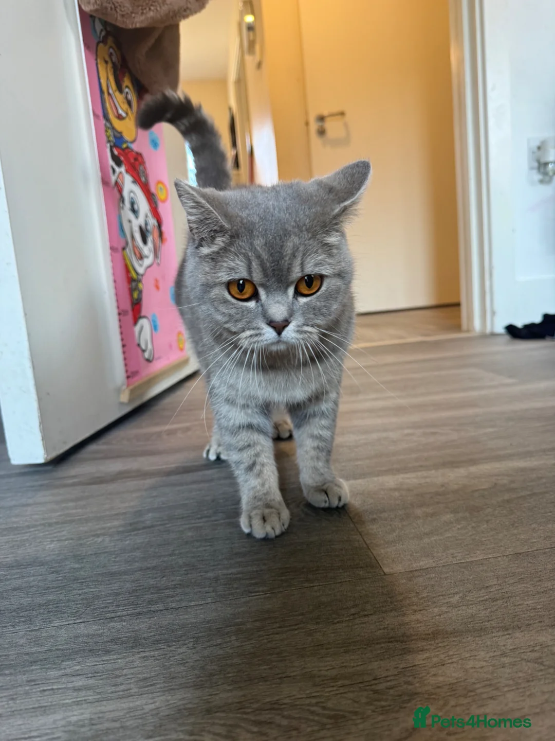 British Shorthair cats for sale: stunning silver British short hair queen in Dover - Advert 2