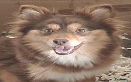 Pomsky dogs for sale: Stunning F4 Pomskies - Image 11