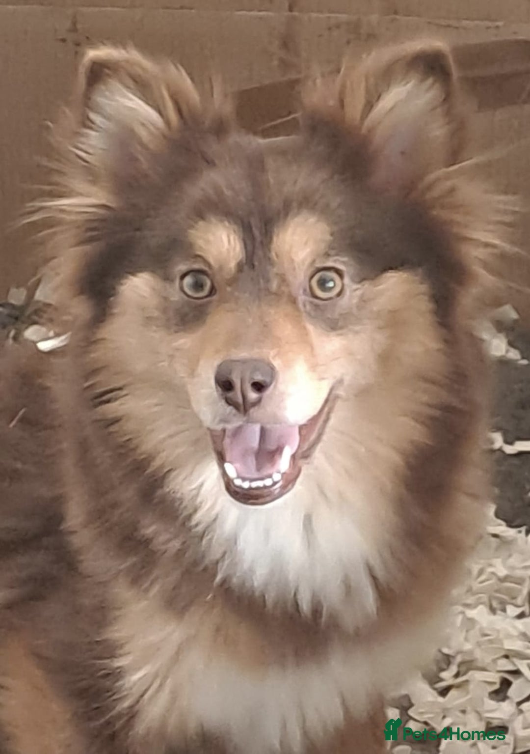 Pomsky dogs for sale: Stunning F4 Pomskies - Image 11