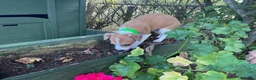 Italian Greyhound dogs for sale: Royal kennel club registered  - Advert 16