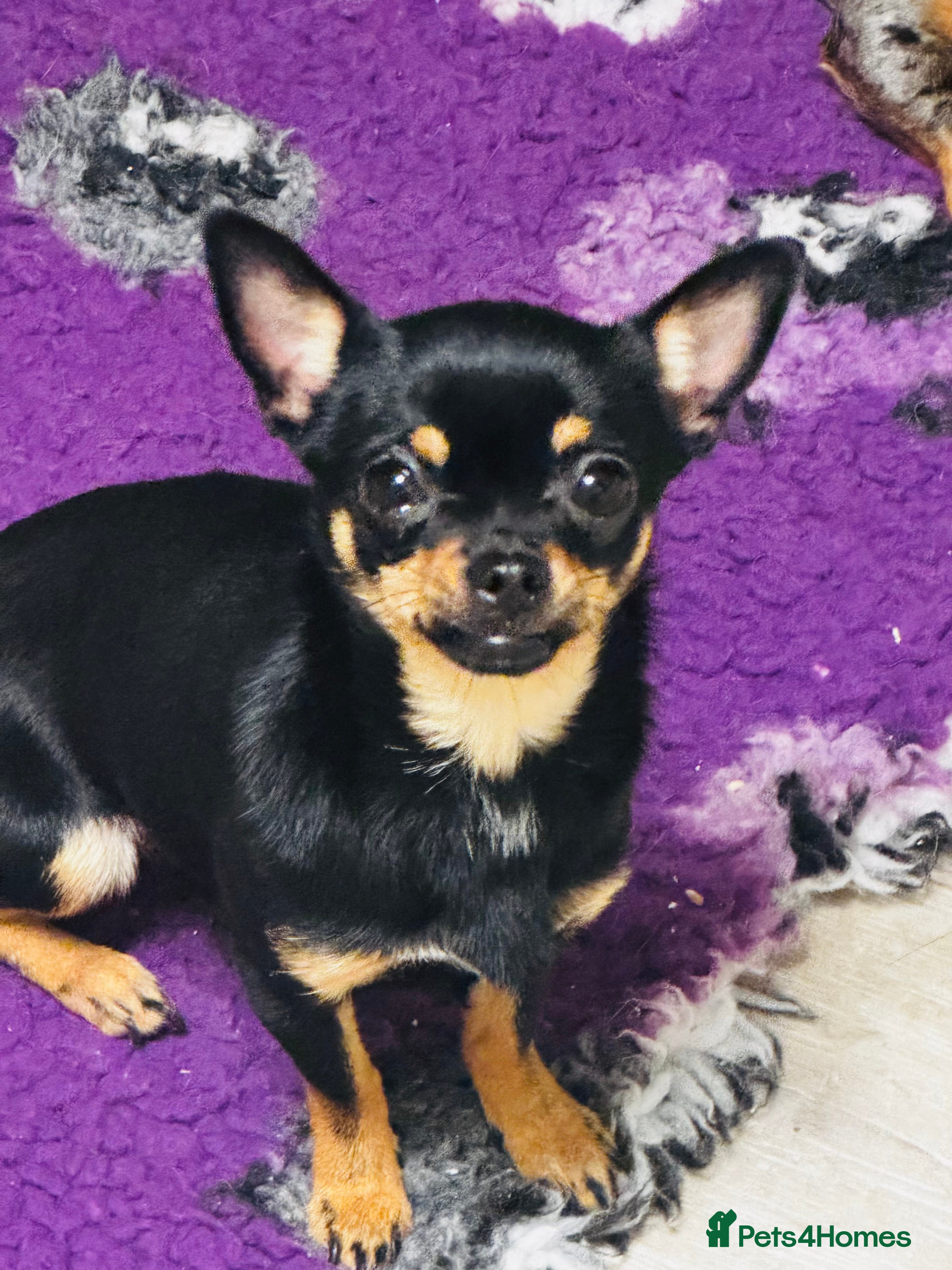 Chihuahua dogs Chihuahua girl 1 year old  - Advert 7